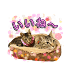 かわヨな猫ちゃんスタンプ4（個別スタンプ：16）