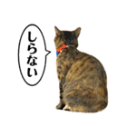 かわヨな猫ちゃんスタンプ4（個別スタンプ：17）
