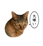 かわヨな猫ちゃんスタンプ4（個別スタンプ：18）
