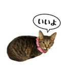 かわヨな猫ちゃんスタンプ4（個別スタンプ：19）