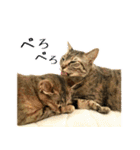 かわヨな猫ちゃんスタンプ4（個別スタンプ：20）