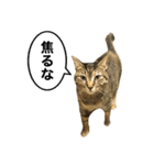 かわヨな猫ちゃんスタンプ4（個別スタンプ：21）