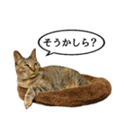 かわヨな猫ちゃんスタンプ4（個別スタンプ：22）