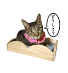 かわヨな猫ちゃんスタンプ4（個別スタンプ：23）