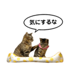 かわヨな猫ちゃんスタンプ4（個別スタンプ：24）