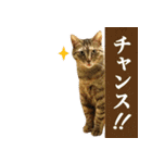 かわヨな猫ちゃんスタンプ4（個別スタンプ：25）