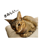 かわヨな猫ちゃんスタンプ4（個別スタンプ：26）