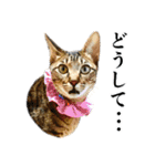 かわヨな猫ちゃんスタンプ4（個別スタンプ：27）