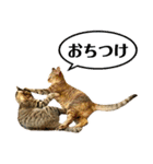 かわヨな猫ちゃんスタンプ4（個別スタンプ：28）