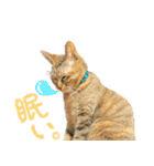 かわヨな猫ちゃんスタンプ4（個別スタンプ：30）