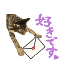 かわヨな猫ちゃんスタンプ4（個別スタンプ：31）