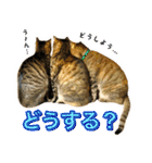 かわヨな猫ちゃんスタンプ4（個別スタンプ：32）