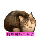 チャミちゃん❤（個別スタンプ：1）