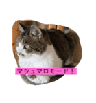 チャミちゃん❤（個別スタンプ：15）