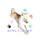 白柴のまめ（個別スタンプ：14）