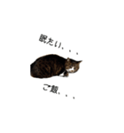 ねこねこ40240（個別スタンプ：2）