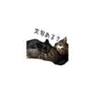 ねこねこ40240（個別スタンプ：3）