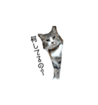 ねこねこ40240（個別スタンプ：4）