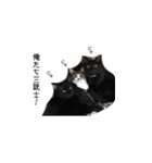 ねこねこ40240（個別スタンプ：5）