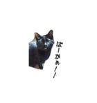ねこねこ40240（個別スタンプ：6）