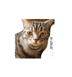 ねこねこ40240（個別スタンプ：7）