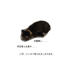 ねこねこ40240（個別スタンプ：8）