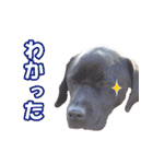 チームフラパ（個別スタンプ：4）