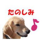 チームフラパ（個別スタンプ：6）