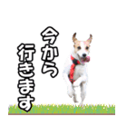 チームフラパ（個別スタンプ：7）