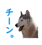 チームフラパ（個別スタンプ：9）