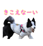 チームフラパ（個別スタンプ：13）