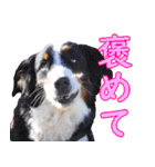 チームフラパ（個別スタンプ：15）