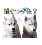 チームフラパ（個別スタンプ：31）
