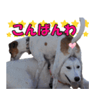 チームフラパ（個別スタンプ：33）