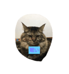 猫ミニ4（個別スタンプ：1）