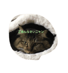 猫ミニ4（個別スタンプ：2）