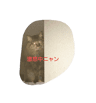 猫ミニ4（個別スタンプ：4）