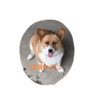 猫ミニ4（個別スタンプ：5）