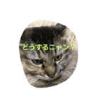 猫ミニ4（個別スタンプ：7）