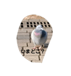 猫ミニ4（個別スタンプ：8）
