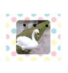 かわいい 白鳥スタンプ（個別スタンプ：5）