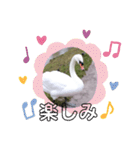 かわいい 白鳥スタンプ（個別スタンプ：7）