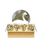 かわいい 白鳥スタンプ（個別スタンプ：10）