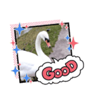 かわいい 白鳥スタンプ（個別スタンプ：11）
