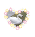 かわいい 白鳥スタンプ（個別スタンプ：13）