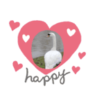 かわいい 白鳥スタンプ（個別スタンプ：14）