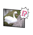 かわいい 白鳥スタンプ（個別スタンプ：15）