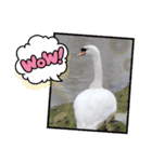 かわいい 白鳥スタンプ（個別スタンプ：18）