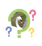 かわいい 白鳥スタンプ（個別スタンプ：20）