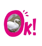かわいい 白鳥スタンプ（個別スタンプ：21）
